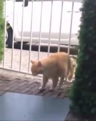 Se enojo