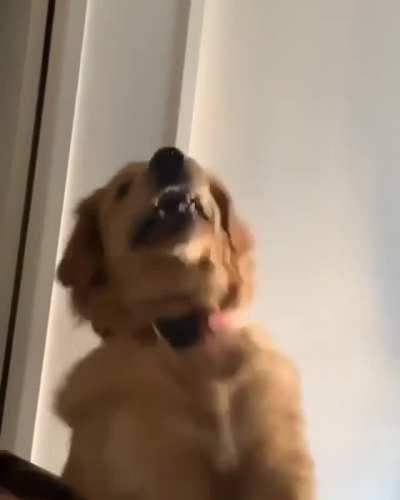 THIS. BELONGS. HERE