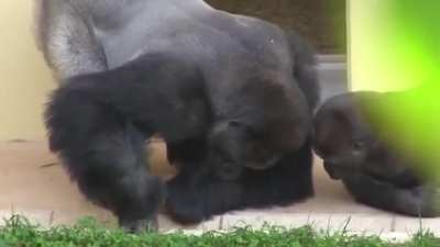 Silverback and his son, calmly observe a caterpillar.