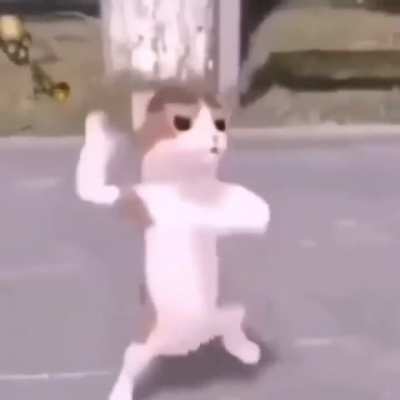 Silly cat compilation.