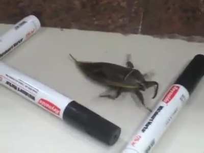 "We need to find him a female bug"