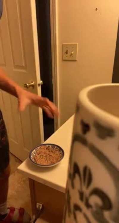So I prepare my cats food in my bathroom to avoid them nibbling while I&rsquo;m making it. They are well aware of this. I am a slave.