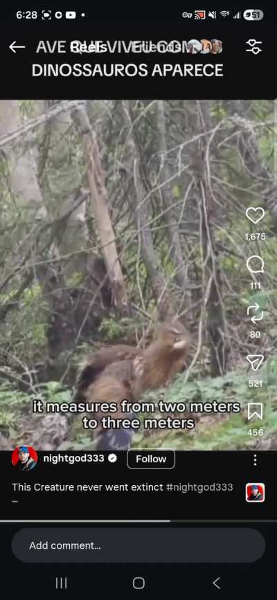 What type of bird is this?