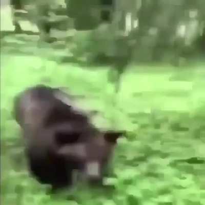 somehow the music fits the video