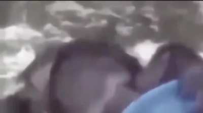 jaja mono