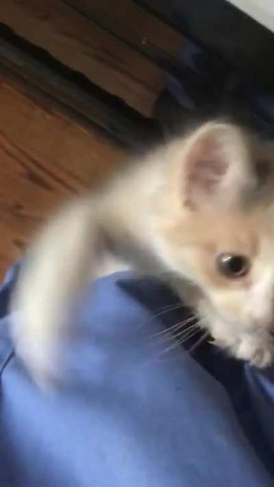 She attac, she attac, but most importantly, she wants a snac