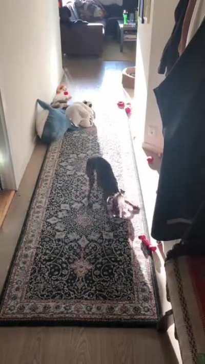 Post walk zoomin&rsquo; plus some bonus talking