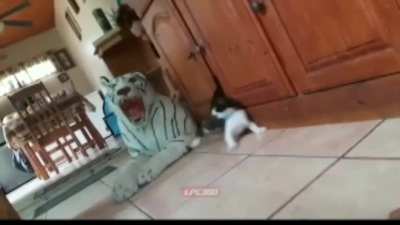 Gato