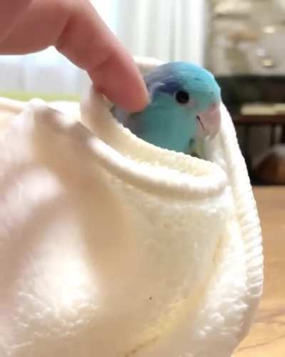 Parrolet's spa day