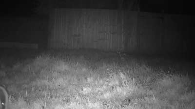 Badger in garden last night