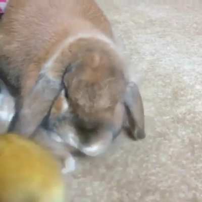 NGL that bunny and duckling are making me feel better about the world in general