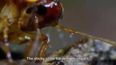 Velvet worm vs. cockroach