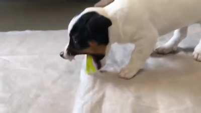 That sure was a hungry puppy