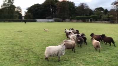 World's Worst Sheepdog