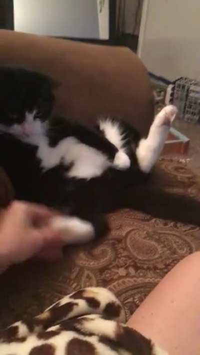 I swear I don&rsquo;t drug my cat, he&rsquo;s just naturally chill af 😸