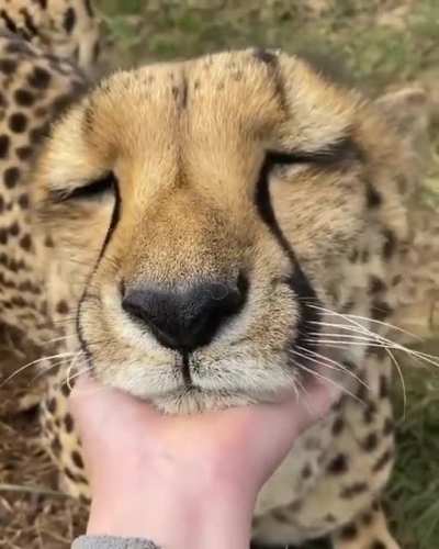 Did you know cheetahs are not considered big cats because they purr and don&rsquo;t roar