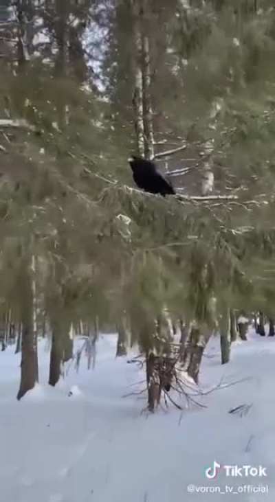 Был бы у меня такой ворон&hellip;