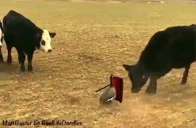 gOOsE aNd bUlL FIgHt tO dEAth iN gLaDiaTor aRena