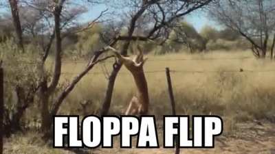 flippers