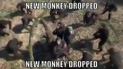 New monkey dropped &curren;₩&curren;