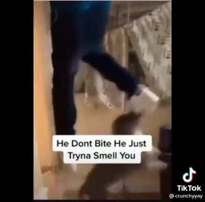 He doesn't bite