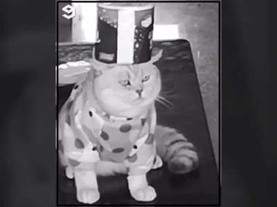 Sad kitty