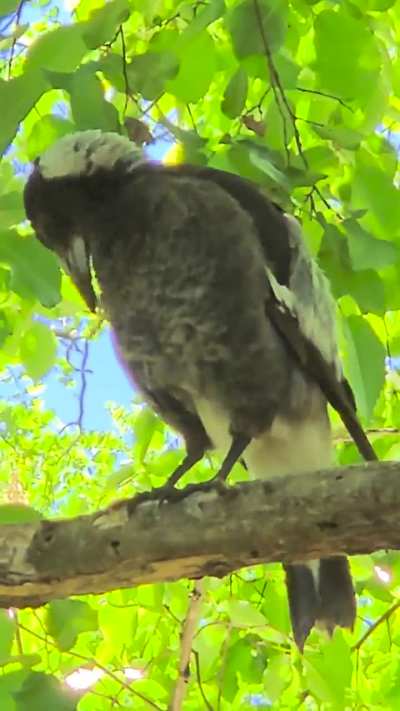 Young maggie feeding a juvenile