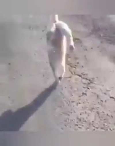 Gatos
