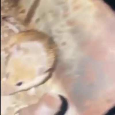 POV: JuJa prende stream