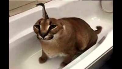Wut?