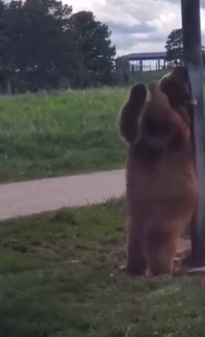 That bear being a hoe!