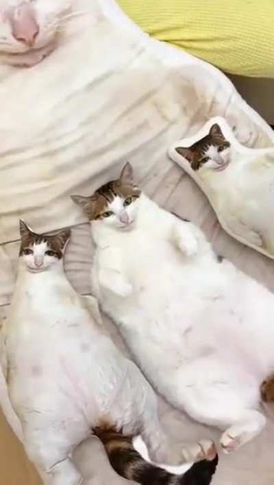 Cat rule.
