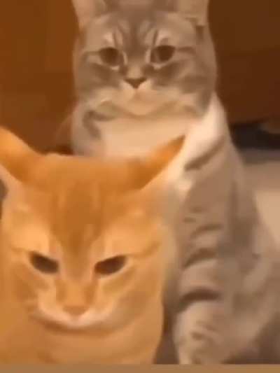 Cat go boom boom