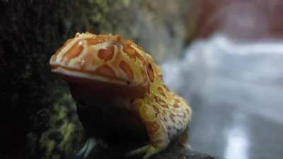 Meet Smiggy Balls