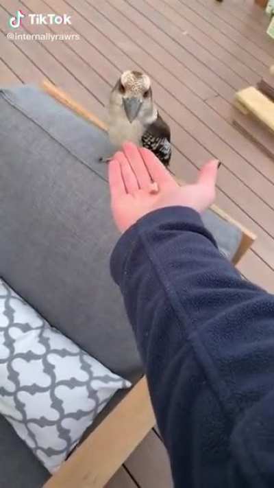 kookaburra is excited
