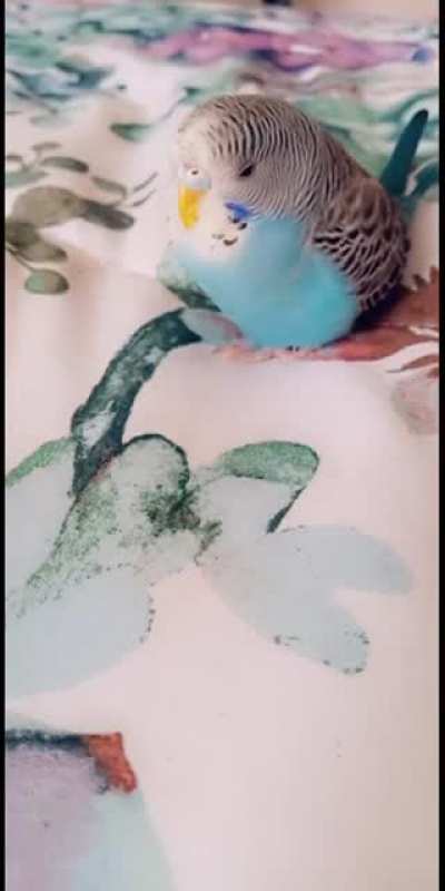 Tahlulah LOVES naps on my bed🐦🥰 My sweet baby dinosaur. 2 months together, and we're inseparable💕 (those clicking sounds😭😍)