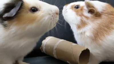 guinea pigs