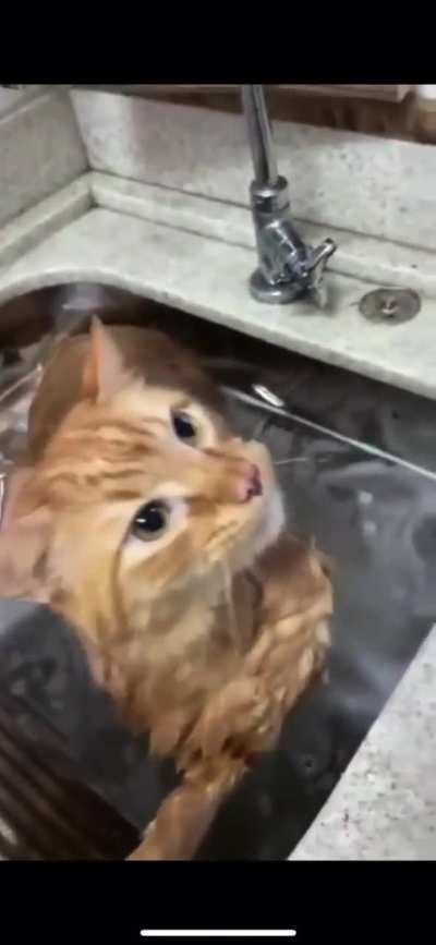 Noisy Wunk