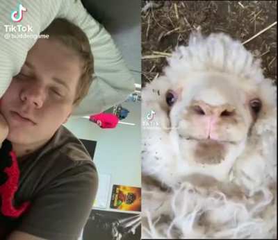 BAAAAAHH
