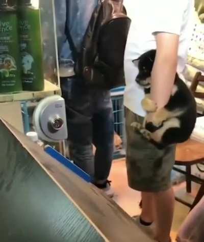 Doguinho