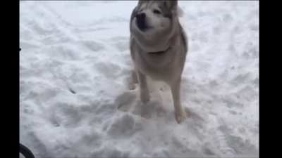 Husky says “no” when asked to come inside