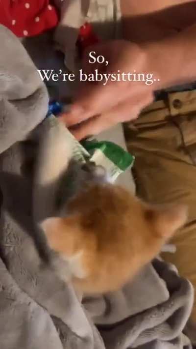 cat stole a bag of treats