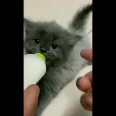 Over at r/aww, they think he’s an innocent baby. We know better!