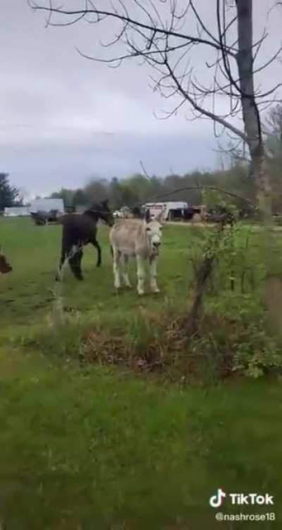 Donkey laughing at dog that got shocked by fence.