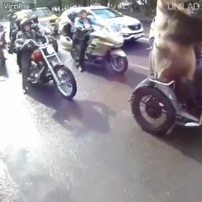 ursinho fof&atilde;o