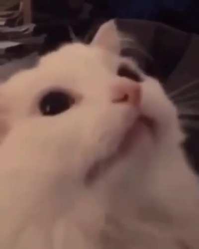 Cat DJ