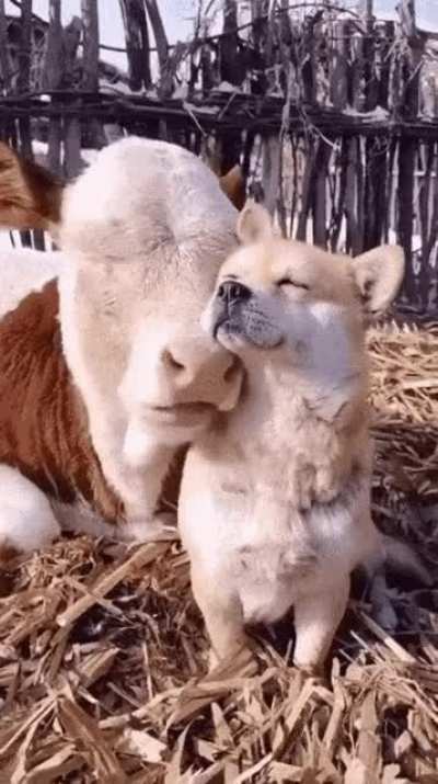 they are so cute together :3