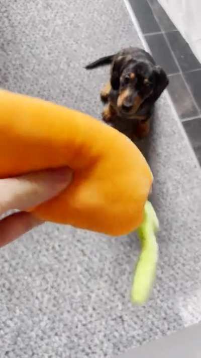 This is my new boy BiFi (Beefy), he&rsquo;s 10 weeks old and a very lovely friend. I&rsquo;ve never had a puppy so young before though and just wanted to know if you guys could watch this video of him being him for a minute and let me know if you see anything out of 