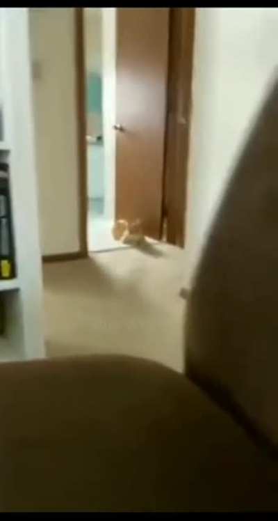 Get a cat they said&hellip; it&rsquo;ll be fun they said
