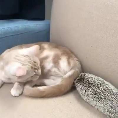 Hedgehog has no patience for the cat in its comfy spot